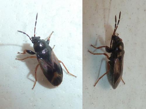 Megalonotus praetextatus