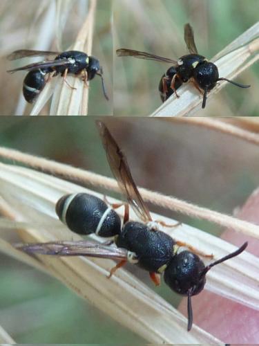 Leptochilus sp.