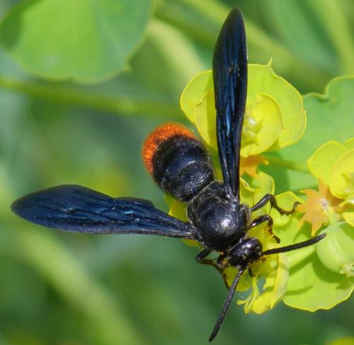 Scolia sinensis