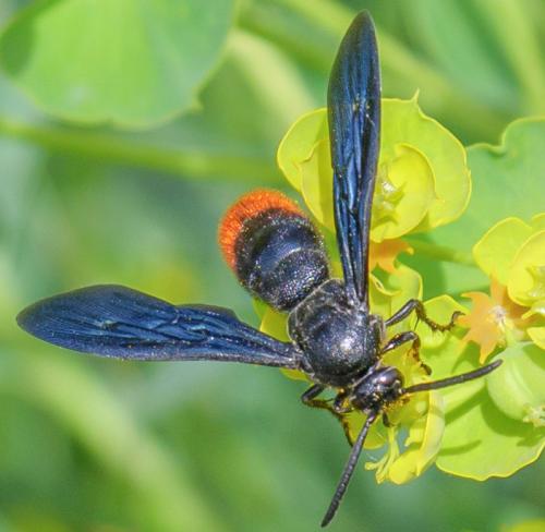 Scolia sinensis
