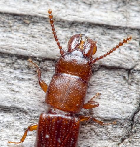 Réf. 236 031 : Prostomis mandibularis