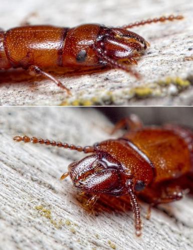 Réf. 236 032 : Prostomis mandibularis