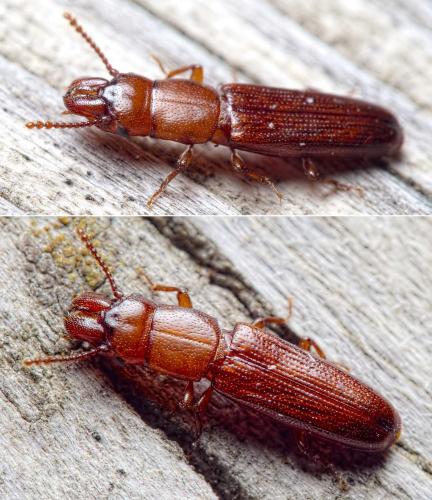 Réf. 236 030 : Prostomis mandibularis