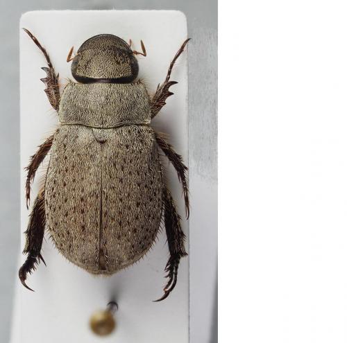 Réf. 236 399 : Adoretus sp.