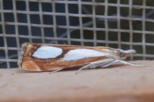 Réf. 236 319 : Catoptria pinella