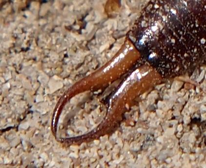 Réf. 236 001 : Guanchia pubescens