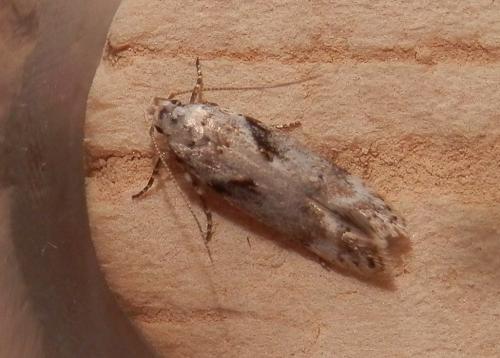 Caryocolum blandellum