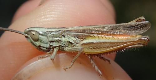 Réf. 236 078 : Euchorthippus chopardi
