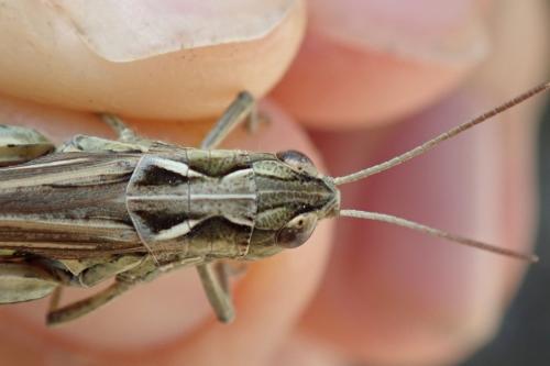 Chorthippus armoricanus