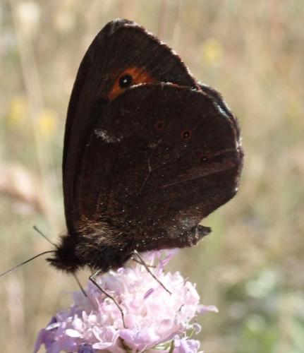 Erebia sp.