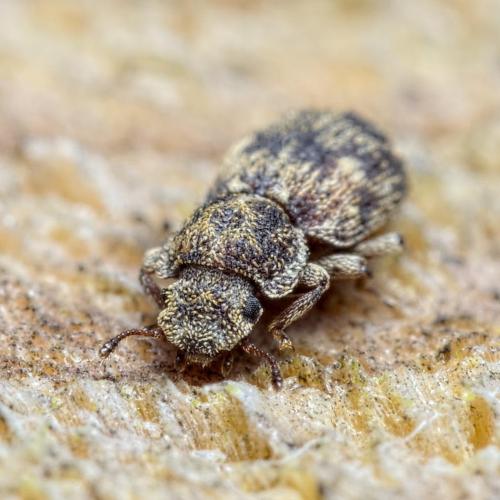Coxelus pictus