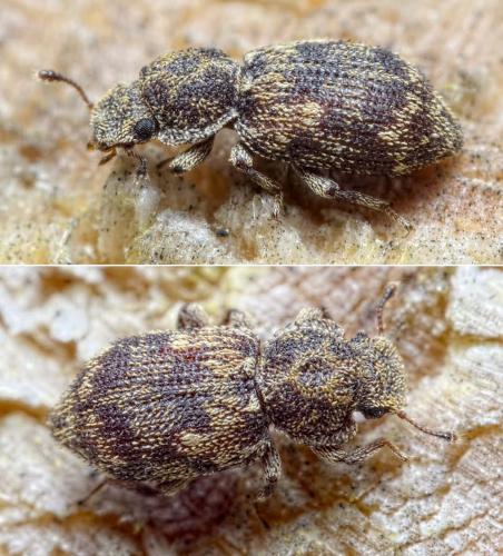 Coxelus pictus