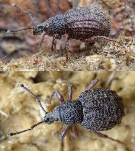 Réf. 236 211 : Otiorhynchus porcatus
