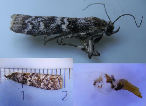 Dioryctria simplicella