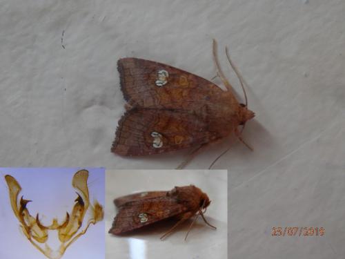 Réf. 236 381 : Amphipoea oculea