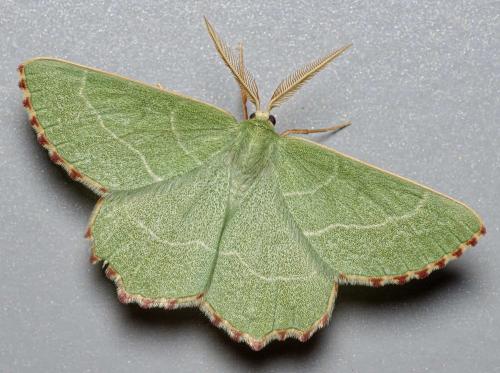 Thalera fimbrialis
