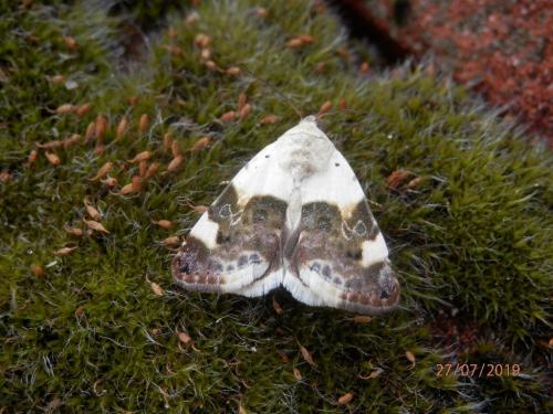 Réf. 236 439 : Acontia lucida