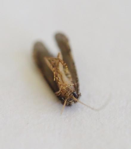 Ecnomus tenellus