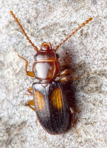 Laemophloeus monilis