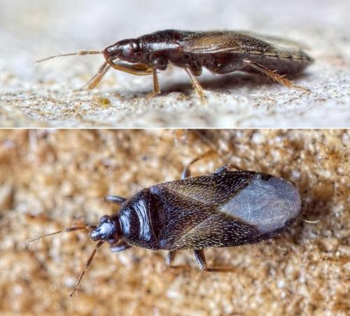 Xylocoris cursitans