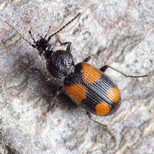 Panagaeus bipustulatus