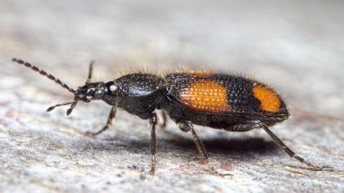 Réf. 236 789 : Panagaeus bipustulatus