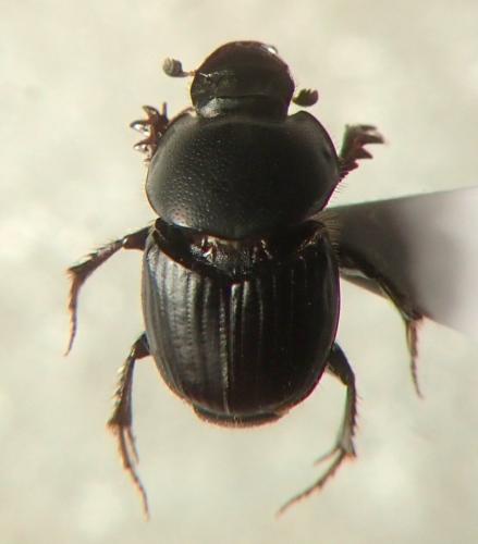 Réf. 236 871 : Onthophagus taurus