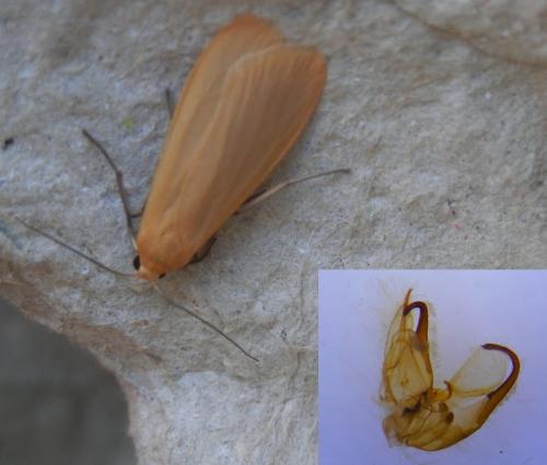 Réf. 236 949 : Eilema sororcula