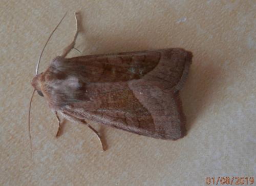 Réf. 236 861 : Hydraecia micacea