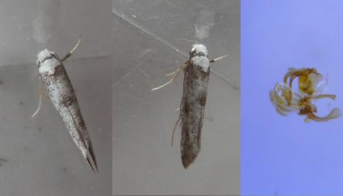 Paraswammerdamia albicapitella