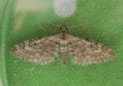 Réf. 236 948 : Eupithecia nanata