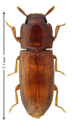 Palorus subdepressus