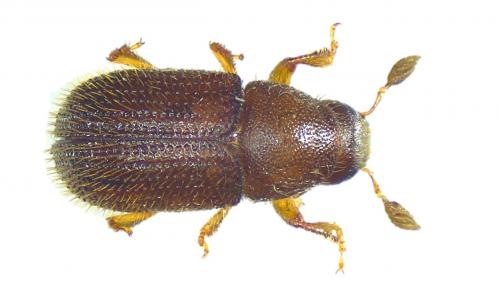 Réf. 236 785 : Phloeotribus liminaris
