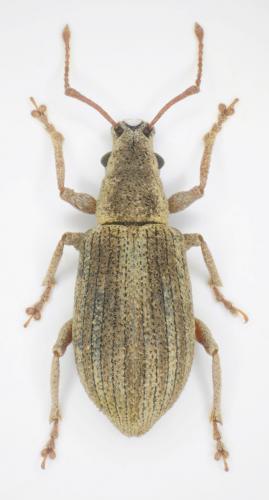 Pseudomyllocerus canescens