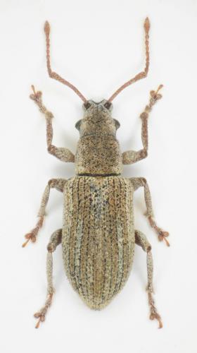 Pseudomyllocerus canescens