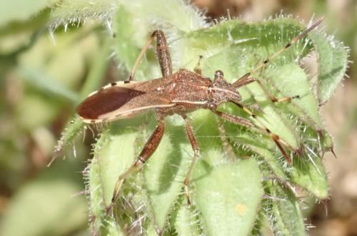 Réf. 236 391 : Camptopus lateralis