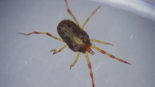 Réf. 236 951 : Erythraeus sp.