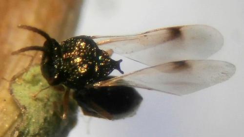 Stilbula cyniformis