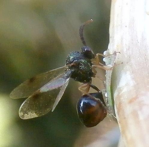 Stilbula cyniformis