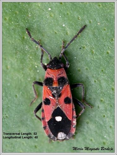 Réf. 236 640 : Horvathiolus superbus