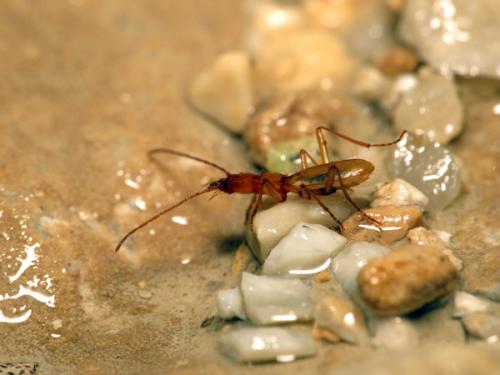 Trichaphaenops gounellei
