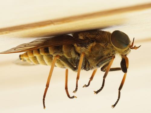 Réf. 236 317 : Tabanus sudeticus