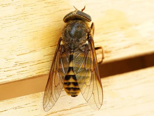 Tabanus sudeticus