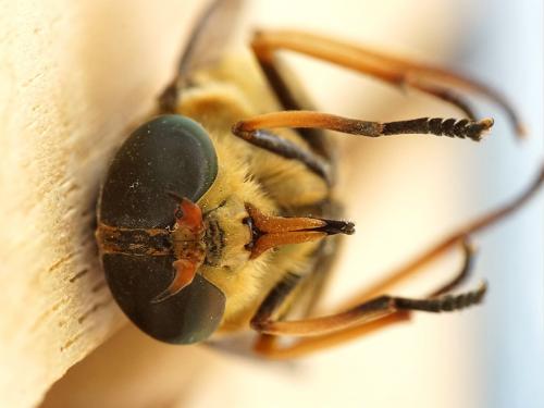 Tabanus sudeticus