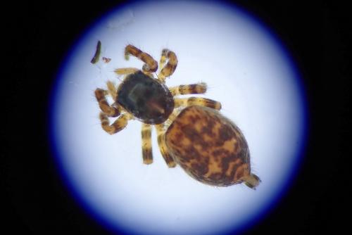 Pseudeuophrys erratica