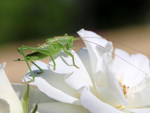 Tettigonia viridissima