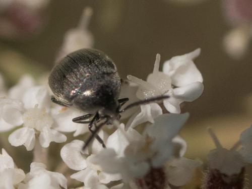 Réf. 236 398 : Spermophagus sp.