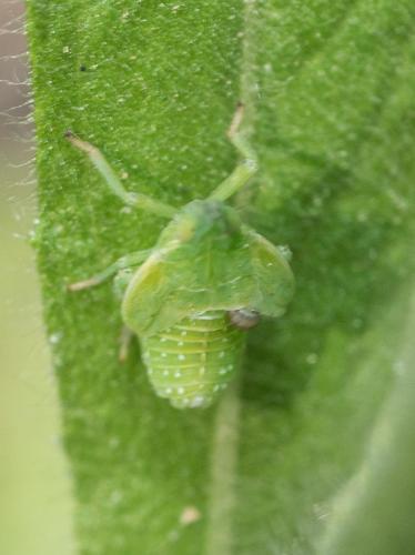 Dictyophara sp.