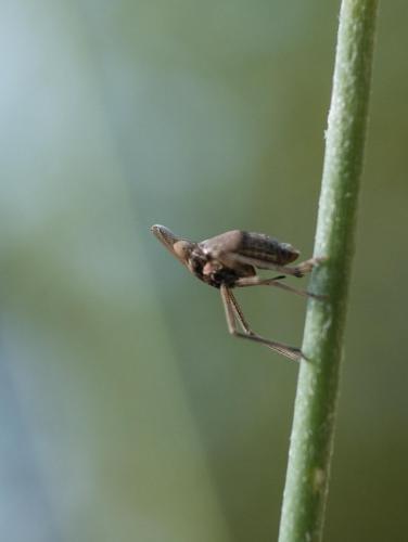 Bursinia sp.