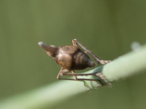 Bursinia sp.